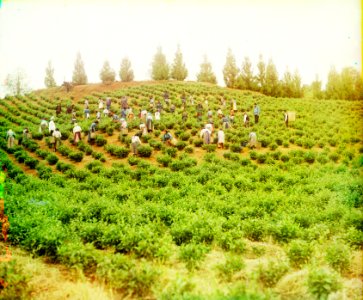 Harvesting tea in Chakva photo