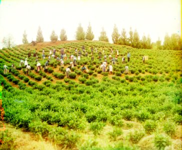 Harvesting tea in Chakva