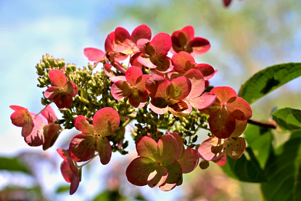 Garden flowers nature