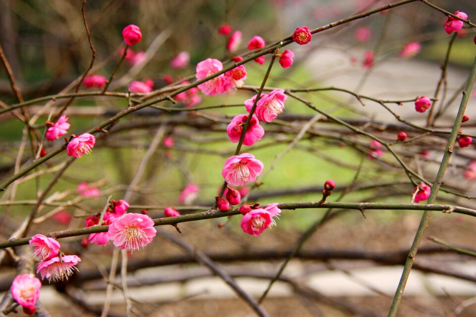 Plum blossom flower views