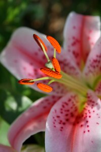 Nature lily pink petals