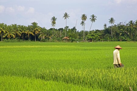 Plant field indonesia photo