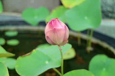 Lotus root lotus Free photos photo