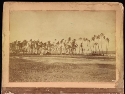 Hawaii album, p. 1, palm trees and buildings LCCN2016651389