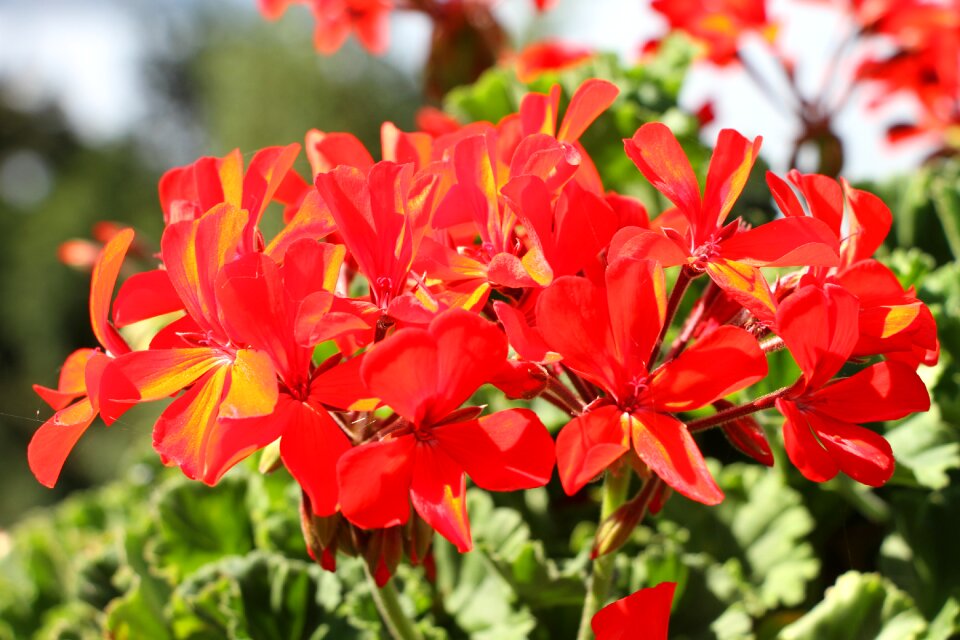 Red flower blossom bloom