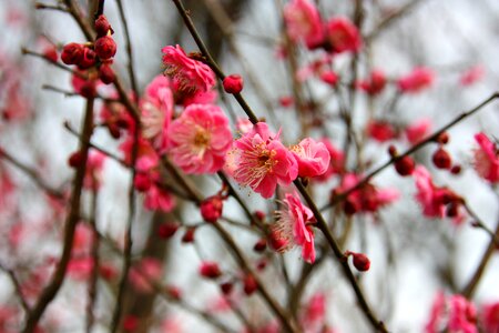 Plum blossom flower views