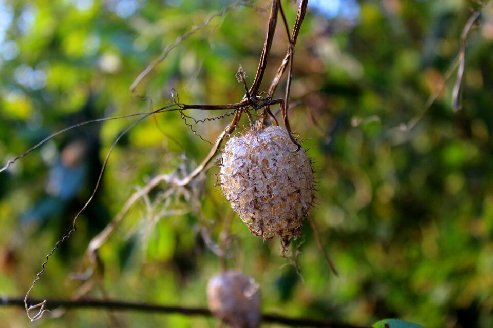 Leaf fruit chestnut
