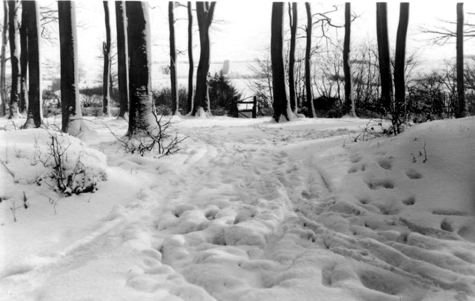 Hasseldieksdammer Gehölz (Kiel 71.013)