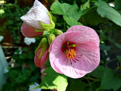 Plant beautiful flower stamen
