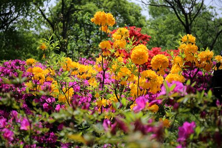 Azaleas flower views