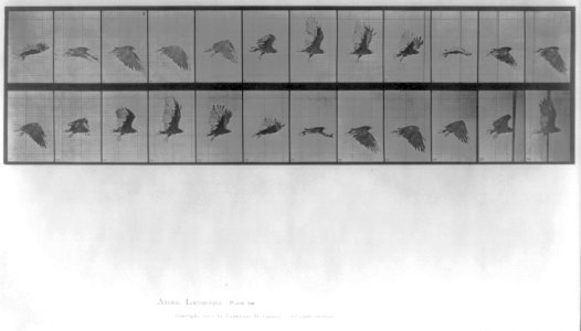 Hawk in flight LCCN2006687158