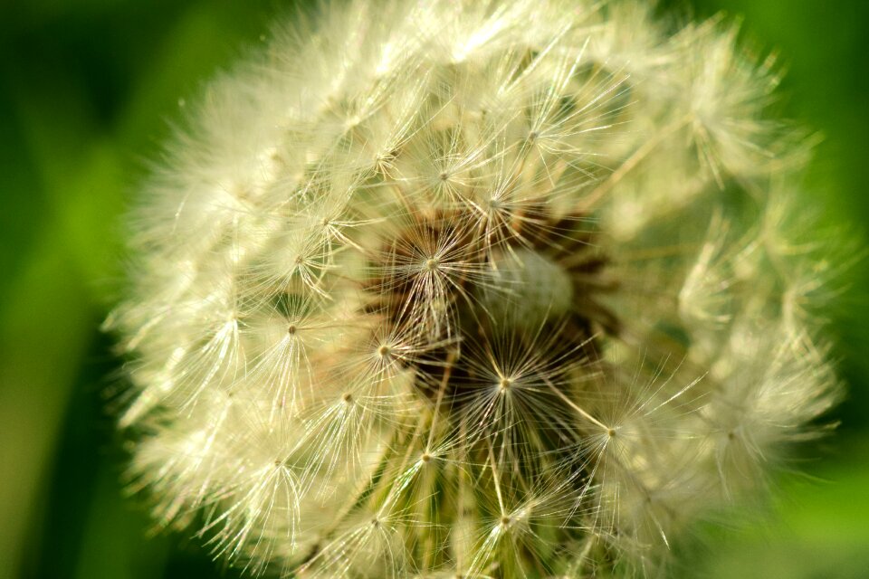 Wild flower pointed flower nature