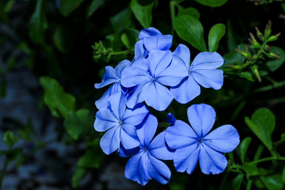 The dusky fog plumbago guava cape leadwort