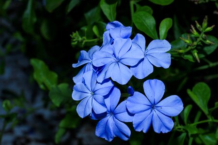 The dusky fog plumbago guava cape leadwort