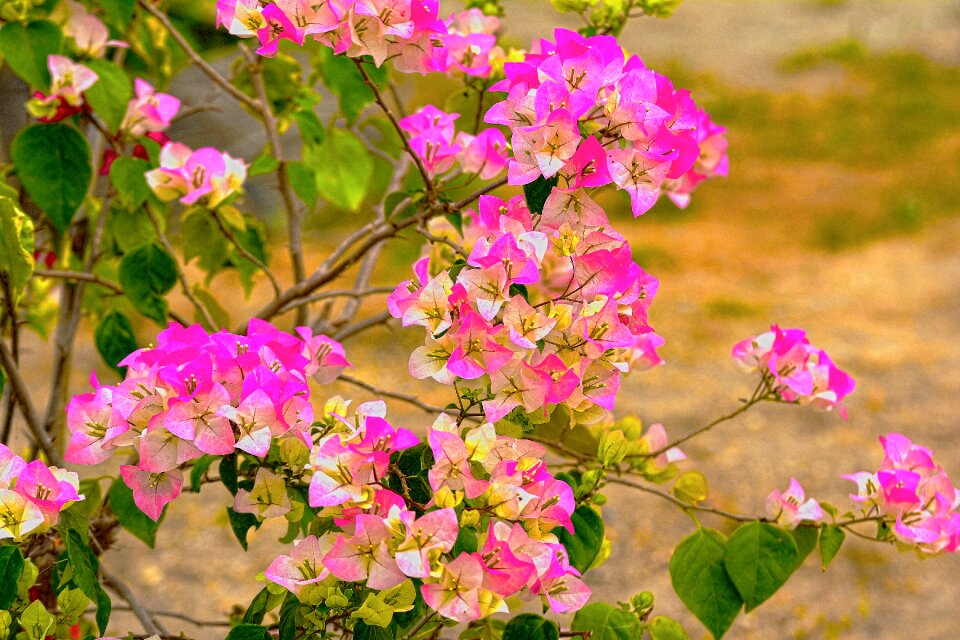 Pink the landscape image view