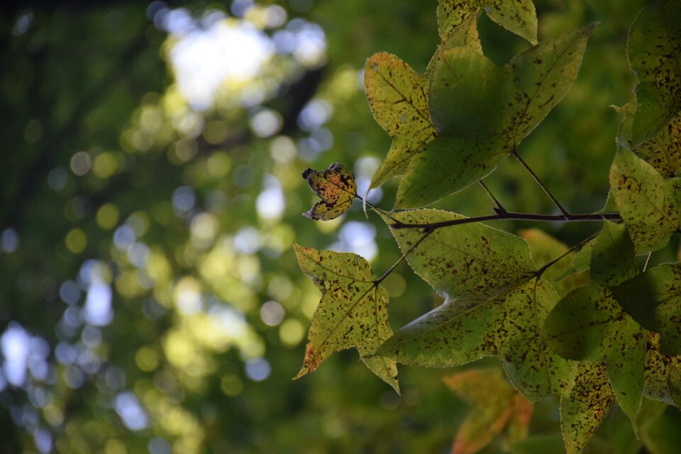 Autumn leaf early autumn
