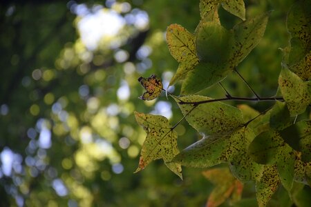Autumn leaf early autumn