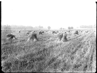 Haystacks in Phillips field, Dayton, Ohio 1905 (3194662333)