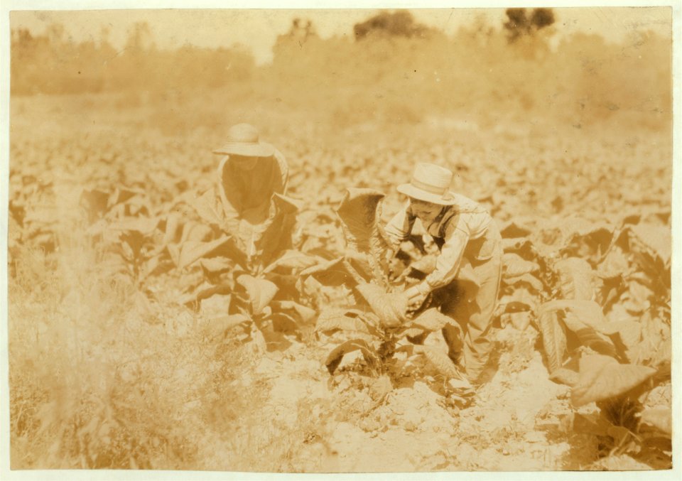 Hayward and Harry Bentley suckering the tobacco. LOC nclc.00516