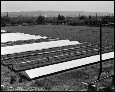 Hayward, California (Hesperian Blvd.). A portion of Negi leased farm as seen from their water tower . . . - NARA - 537800 photo