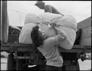 Hayward, California. A farm girl helps unload family baggage in a final step before evacuation. Ev . . . - NARA - 537513