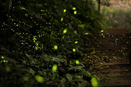 螢 fire chong forest green