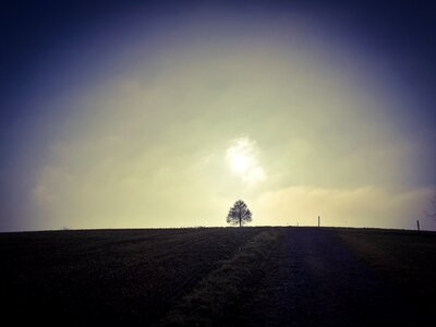 Wide tree zurich oberland