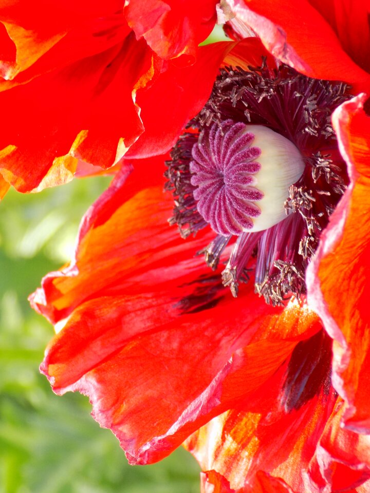 Poppy flowers nature