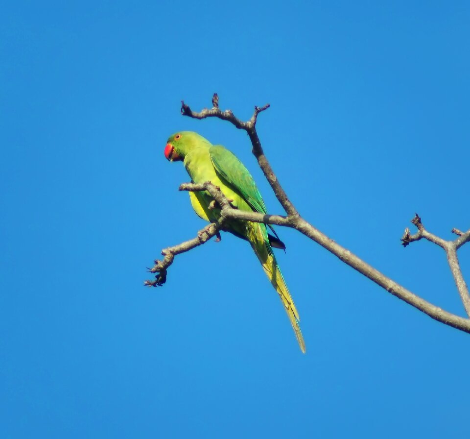 Animal wild tropical