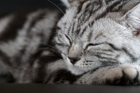 Pet mieze rest