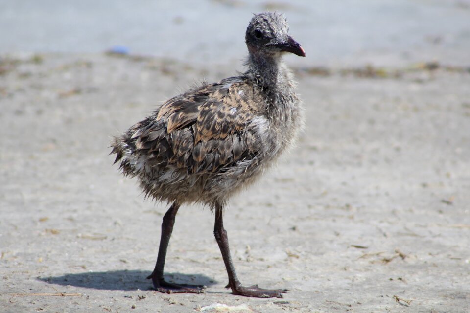 Bird coastal bend rockport
