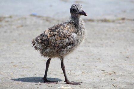 Bird coastal bend rockport