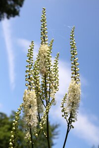 White flower nature blossom