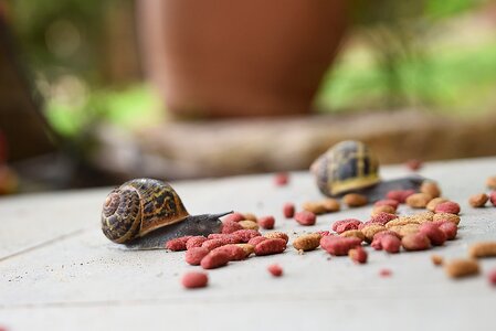 Wildlife desktop refreshment photo