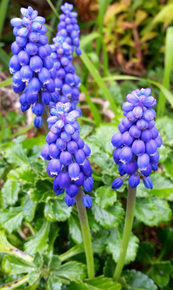 Bulb garden nature