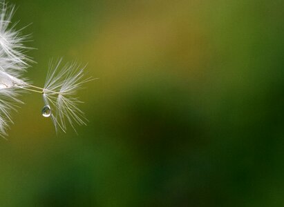 Nature dandelion seeds pointed flower