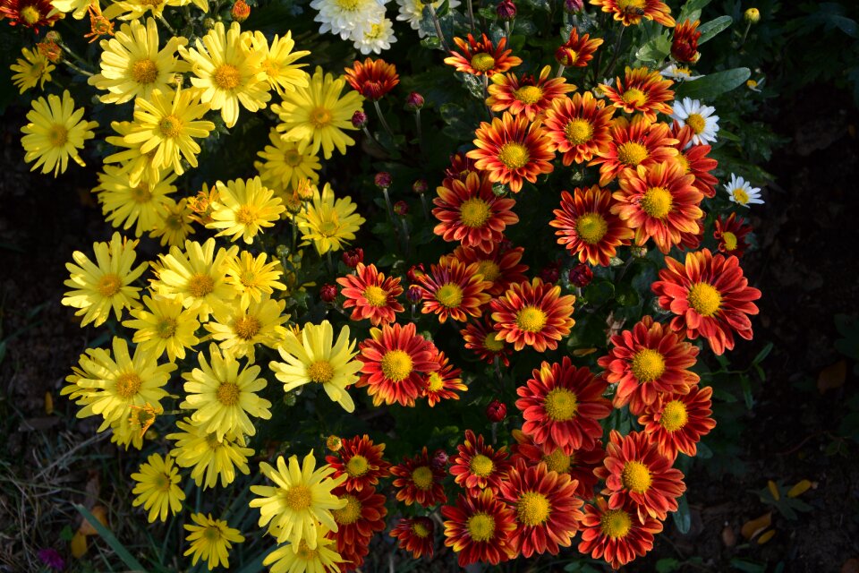 Flowers plant macro photo