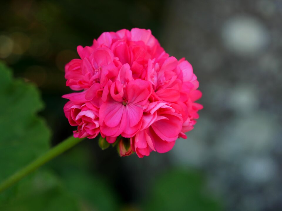 Pink flowers blossom blooming