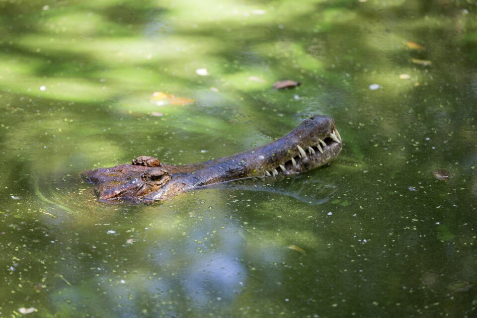 Nature reptile fauna