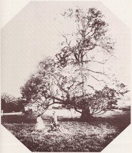 Hawarden, Clementina - Zufälliges Treffen neben dem großen Baum (Zeno Fotografie)