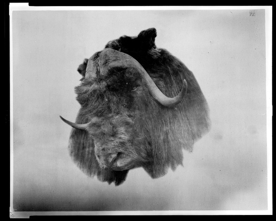 Head of musk ox killed near Ft. Conger - G.W. Rice photo. LCCN2009634185