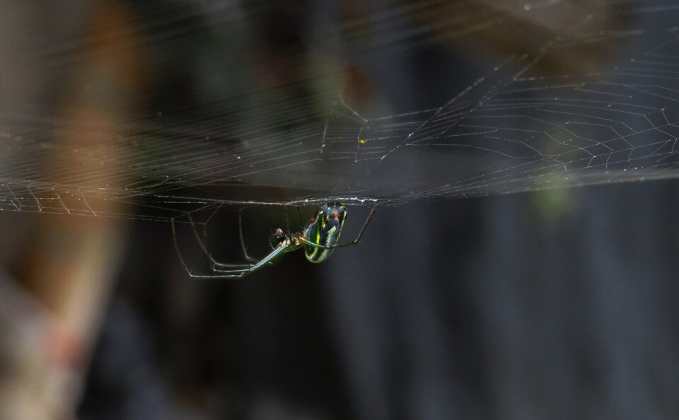 Spider invertebrate colombia