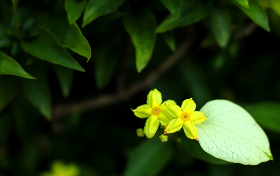 Nature small flowers plant