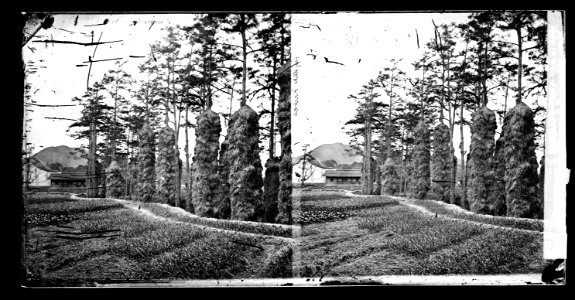 Hay-stacks, Foochow 1867