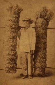 Hawaiian hay peddler, photograph by H. L. Chase, Mission Houses Museum Archives