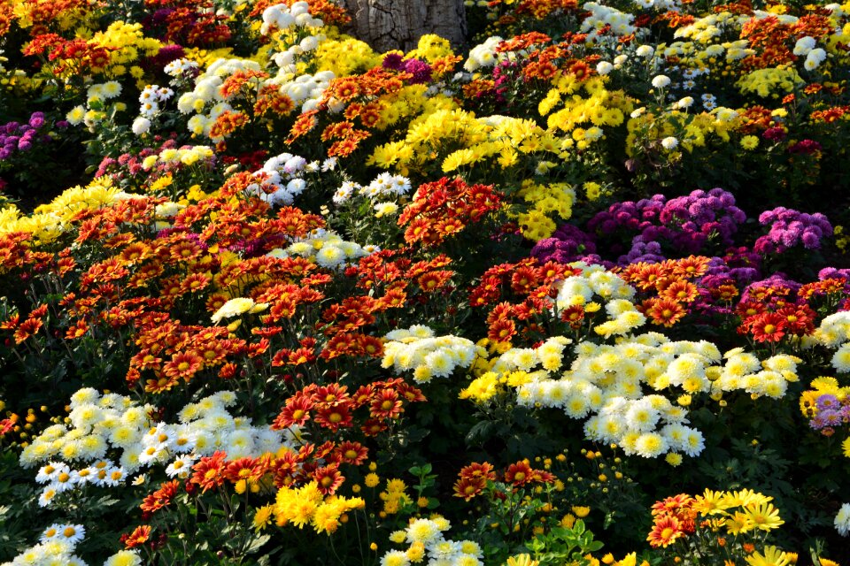 Flowers plant macro