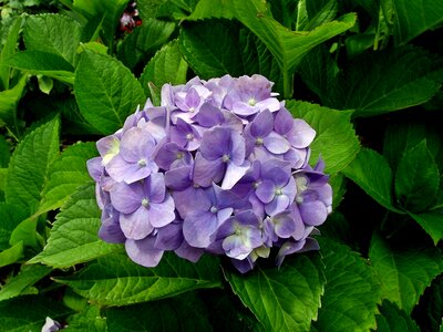 Garden flower hydrangea photo