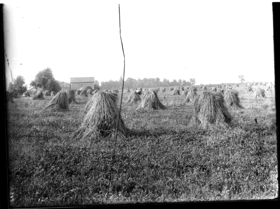 Haystacks in Phillips field, Dayton, Ohio 1905 (3194713435)