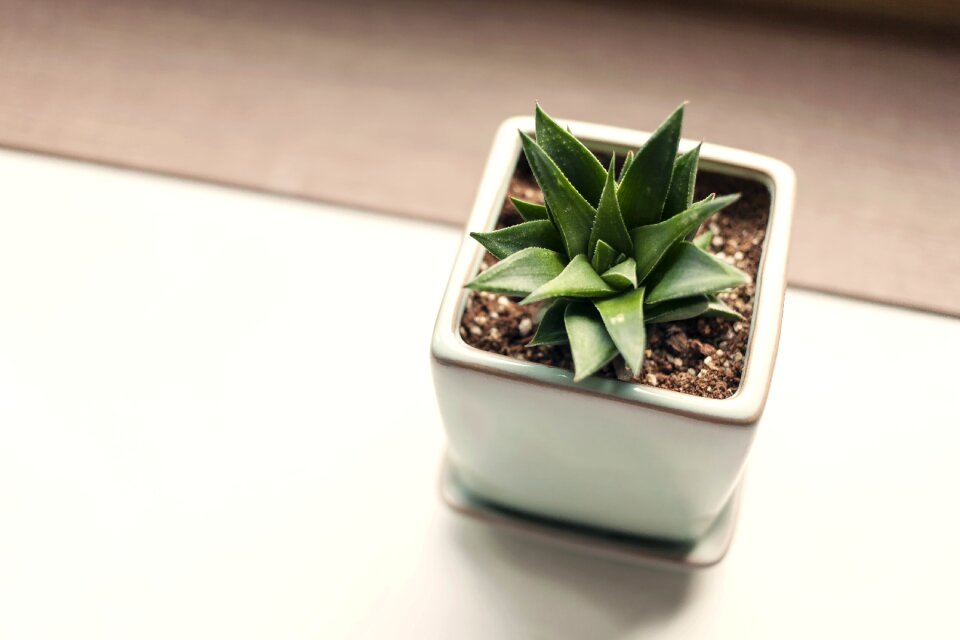 Potted plant cactus atmosphere