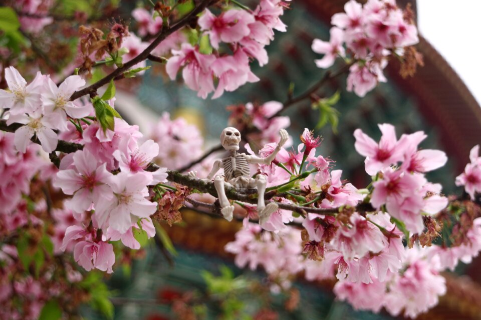 Cherry blossoms tianyuan palace spring